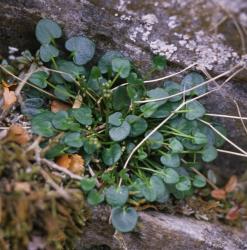 Cardamine basicola. Plant with rosette leaves.
 Image: P.B. Heenan © Landcare Research 2019 CC BY 3.0 NZ